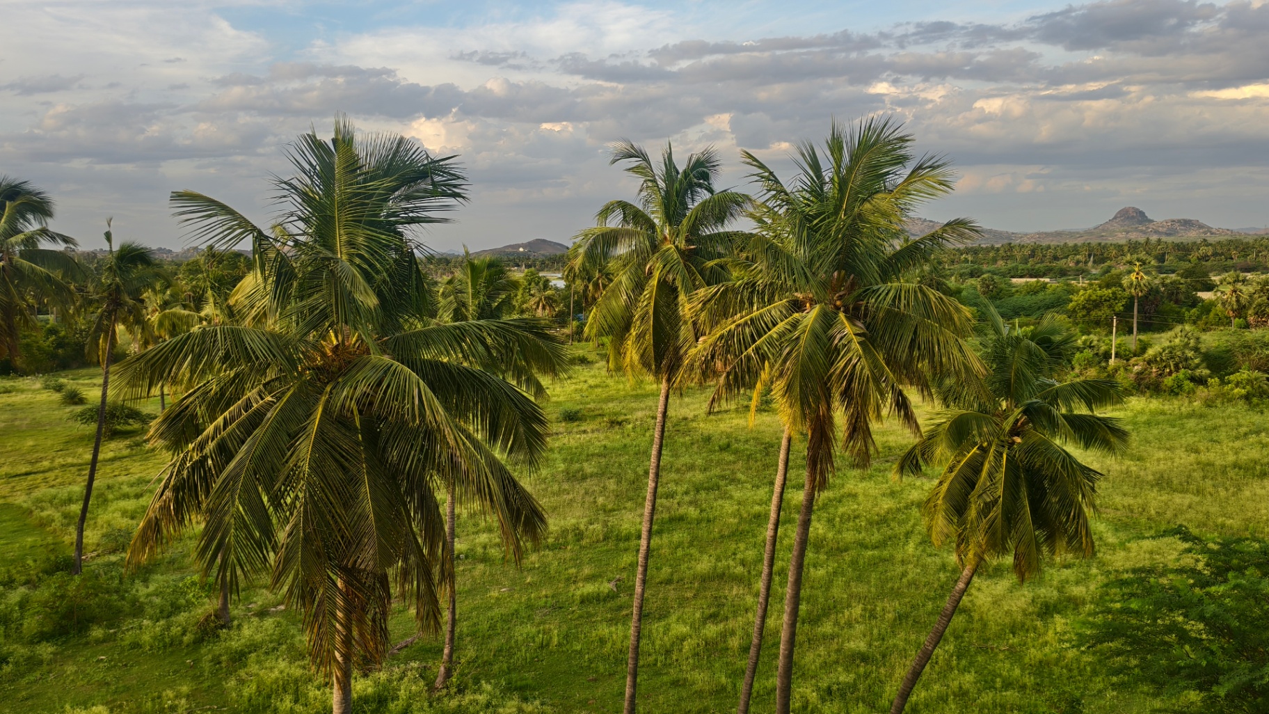 Coconut palm grove and distant hills near Krupa Sadanam, Chittoor