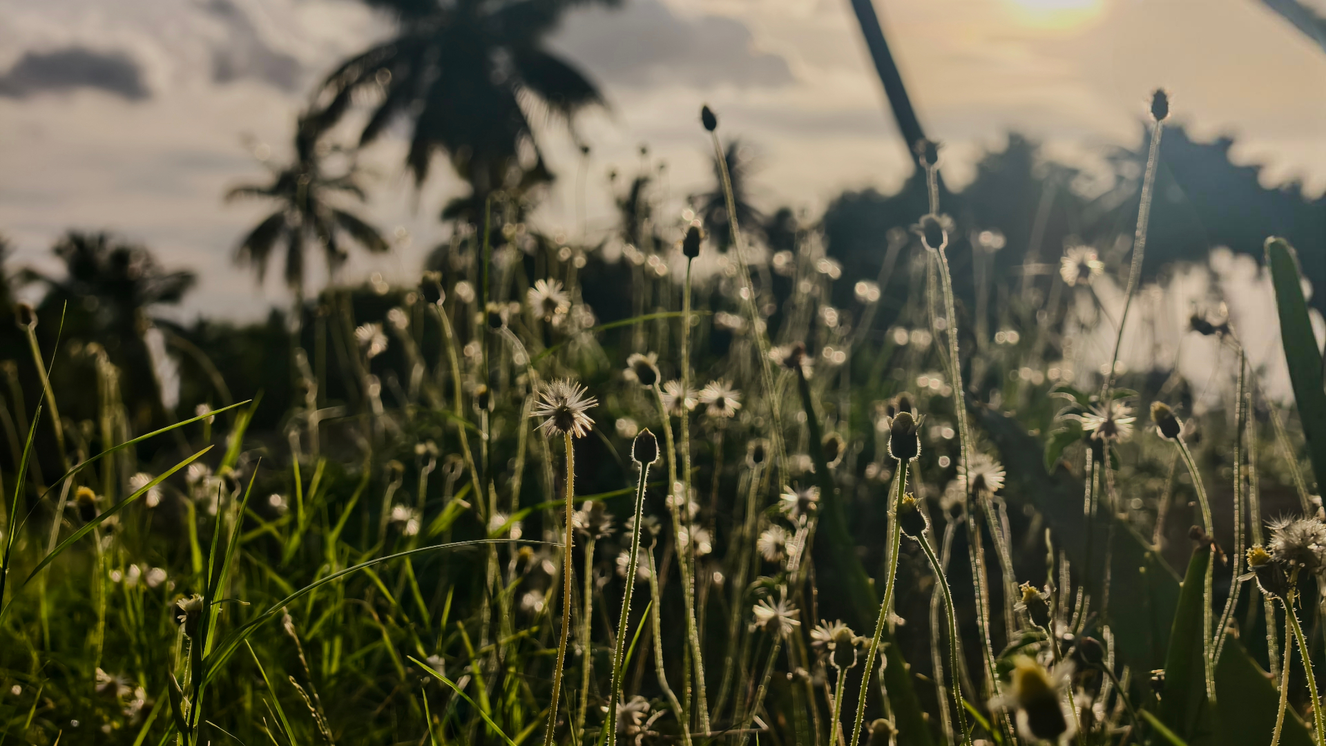 Wildflowers in a meadow at sunset near Krupa Sadanam